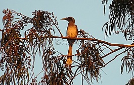 印度灰色犀鳥,鳥,ocyceros birostris