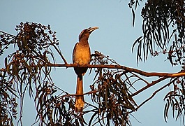 印度灰色犀鳥,鳥,ocyceros birostris