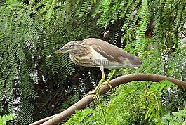池鷺,鳥,動(dòng)物群