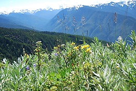 颶風(fēng)嶺,山,野花
