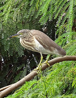 池鷺,鳥,動(dòng)物群