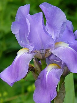 百合,鳶尾花,紫