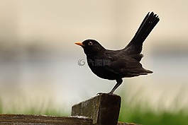 鳥(niǎo),動(dòng)物區(qū)系,性質(zhì)