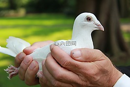 鸽子,婚礼只鸽子,动物