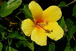 芙蓉,花,黄色