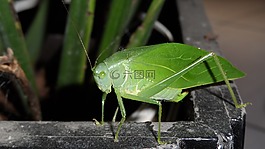 性質(zhì),昆蟲,catídida