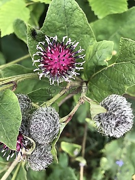 花卉,仙鶴草,牛蒡