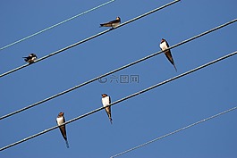 性質(zhì),鳥,燕子
