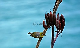 鳥(niǎo),綠色,藍(lán)色