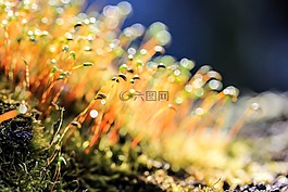 moss,性質(zhì),顏色