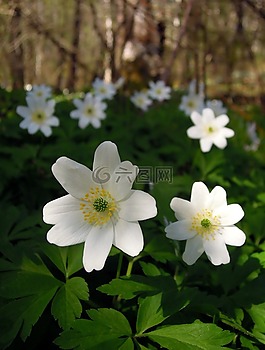 海葵,毛茛,花卉
