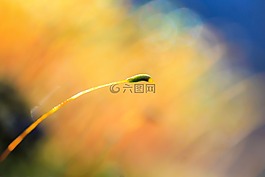 moss,性質(zhì),顏色