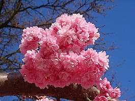 李属,粉红色,弧