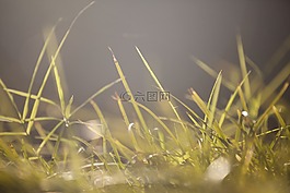 草,宏,紋理