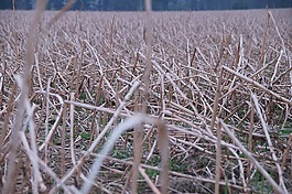 殘株,秸稈,收獲