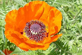 宏,klatschmohn,富有表現力