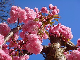 春天,李屬,開(kāi)花