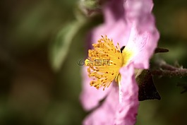 花卉,粉紅色,花圖片