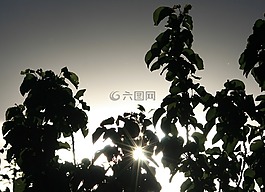 閃閃發光的太陽,已故的太陽,葉子