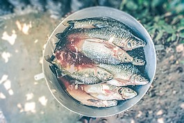 血,斗,魚