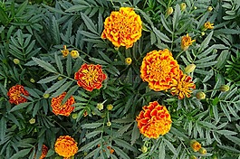 法国万寿菊,花,植物区系