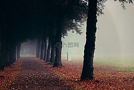 霧,樹(shù)木,性質(zhì)