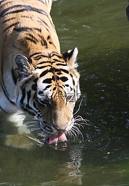 老虎,動(dòng)物園,條紋