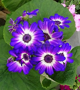 花,季節(jié)性,植物區(qū)系