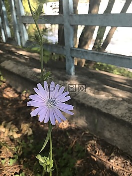 菊苣根,花卉,夏季