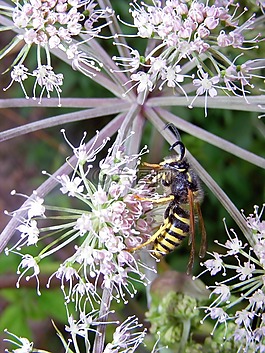 昆蟲,花,廠