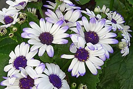 花,季節(jié)性,植物區(qū)系
