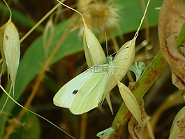 模仿,蝴蝶,菜青蟲