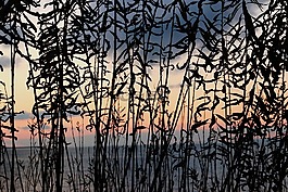 蘆葦,博登湖,abendstimmung