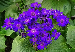 花,季節(jié)性,植物區(qū)系