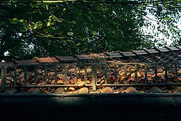 屋頂,樹,太陽