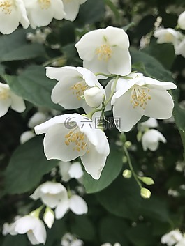 茉莉,模擬橙色,夏季