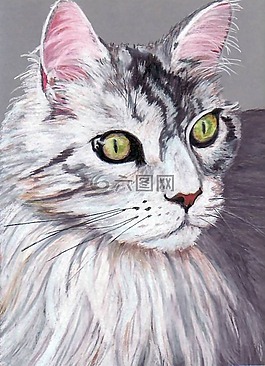 貓,貓的眼睛,動物