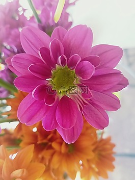 花,粉紅色的花,弗洛爾