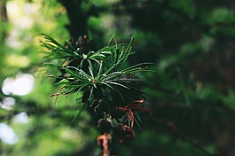 樹,自來水,森林