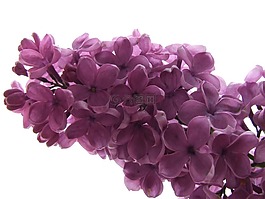 紫丁香,丁香分支,開花