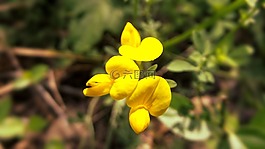 黃色,花,春
