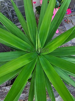 植物,鮮花,綠色