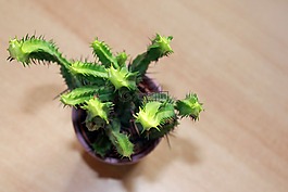 仙人掌,植物,盆栽的植物