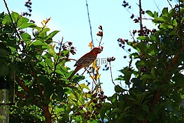 鳥,芬奇,布什