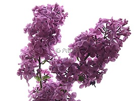 fllieder,開花,香
