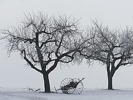 冬天,樹木,kahl