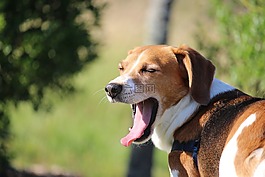 小獵犬,打哈欠,懶