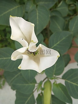 花,蜜蜂,白