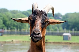 山羊,農(nóng)場動物,動物