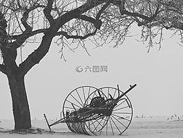 冬天,樹(shù),kahl